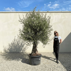 B16 Gnarled Olive Tree (Bella)