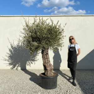 Gnarled Olive Tree (Bella) B160