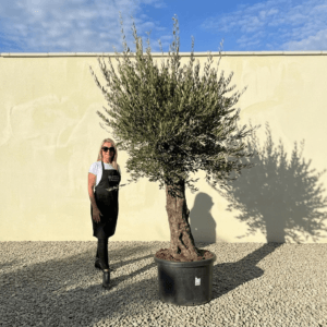 Gnarled Olive Tree (Bella) B163