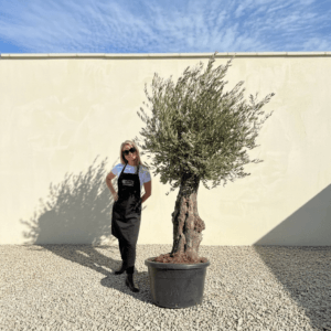 Gnarled Olive Tree (Bella) B164