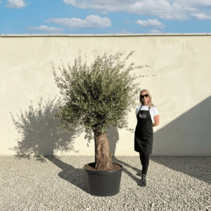 Gnarled Olive Tree (Bella) B165