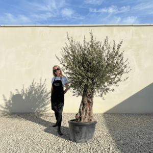 Gnarled Olive Tree (Bella) B166