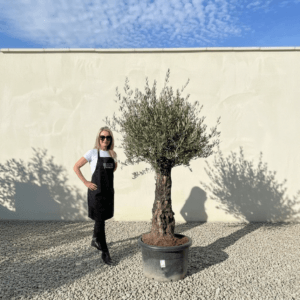 Gnarled Olive Tree (Bella) B168