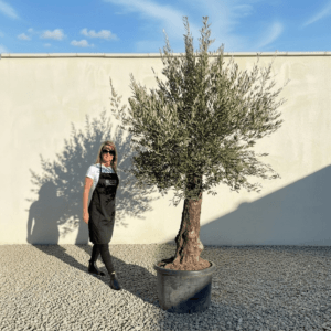 Gnarled Olive Tree (Bella) B169