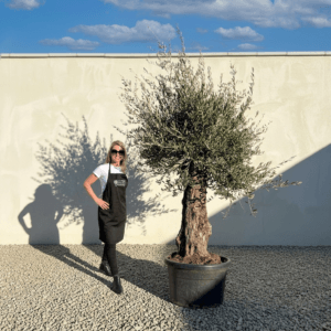Gnarled Olive Tree (Bella) B170