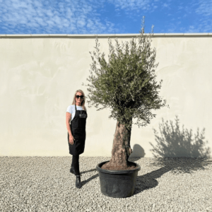 Gnarled Olive Tree (Bella) B171