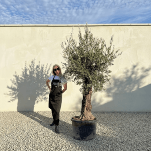 Gnarled Olive Tree (Bella) B172