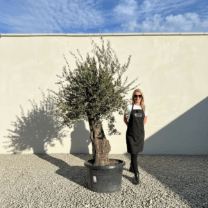 Gnarled Olive Tree (Bella) B173
