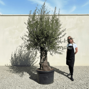 B18 Gnarled Olive Tree (Bella)