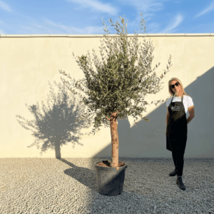 Tuscan Olive Tree (Verde) B180