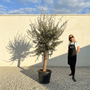 Tuscan Olive Tree (Verde) B182