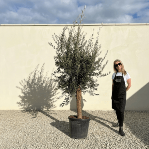 Tuscan Olive Tree (Verde) B184