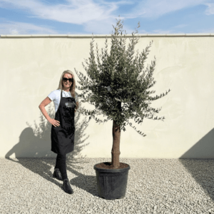 Tuscan Olive Tree (Verde) B185
