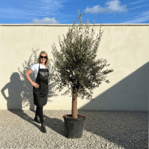 Tuscan Olive Tree (Verde) B186