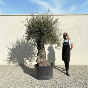 B19 Gnarled Olive Tree (Bella)