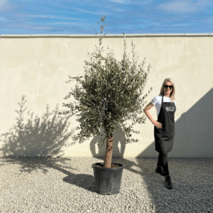 Tuscan Olive Tree (Verde) B190