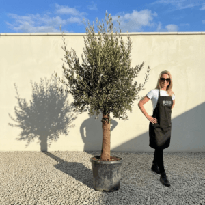 Tuscan Olive Tree (Verde) B191