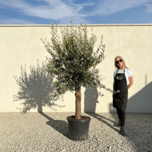 Tuscan Olive Tree (Verde) B196