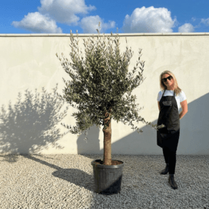 Tuscan Olive Tree (Verde) B197