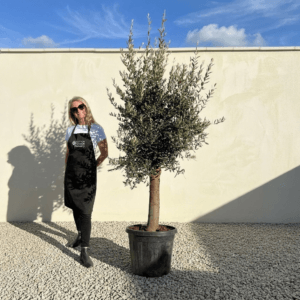 Tuscan Olive Tree (Verde) B199