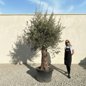 B20 Gnarled Olive Tree (Bella)