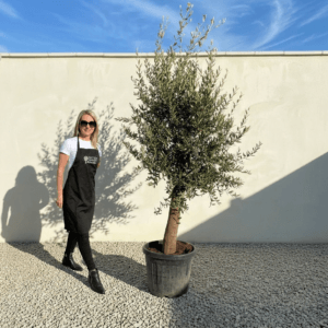 Tuscan Olive Tree (Verde) B202