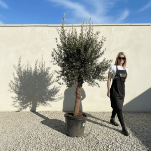 Tuscan Olive Tree (Verde) B203