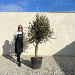 Tuscan Olive Tree (Verde) B206
