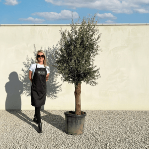 Tuscan Olive Tree (Verde) B208