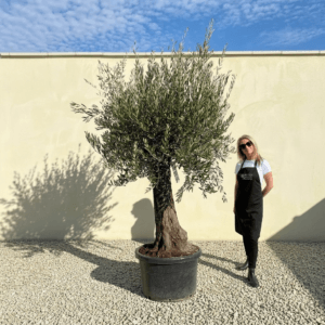 B21 Gnarled Olive Tree (Bella)