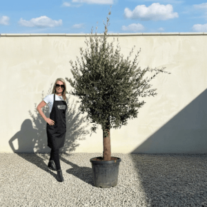 Tuscan Olive Tree (Verde) B213