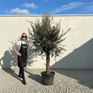 Tuscan Olive Tree (Verde) B215