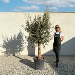 Tuscan Olive Tree (Verde) B216
