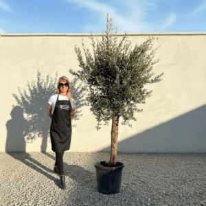 Tuscan Olive Tree (Verde) B219