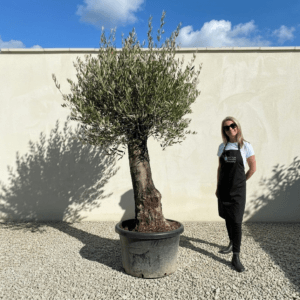 B22 Gnarled Olive Tree (Bella)