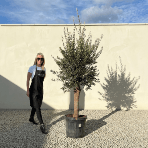 Tuscan Olive Tree (Verde) B221