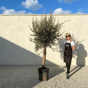 Tuscan Olive Tree (Verde) B222