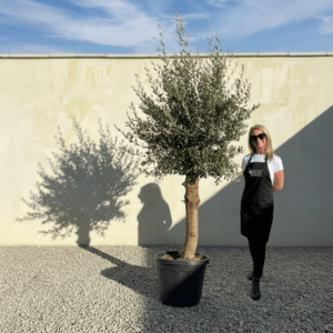 Tuscan Olive Tree (Verde) B224