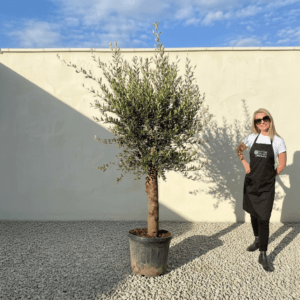 Tuscan Olive Tree (Verde) B226
