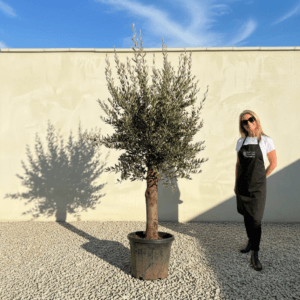 Tuscan Olive Tree (Verde) B228