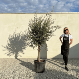 Tuscan Olive Tree (Verde) B229