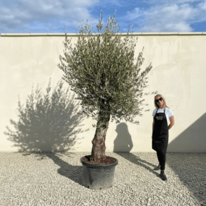 B23 Gnarled Olive Tree (Bella)