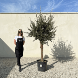 Tuscan Olive Tree (Verde) B230