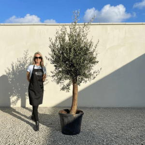 Tuscan Olive Tree (Verde) B231