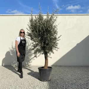 Tuscan Olive Tree (Verde) B233