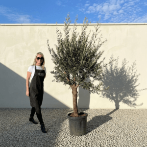 Tuscan Olive Tree (Verde) B234
