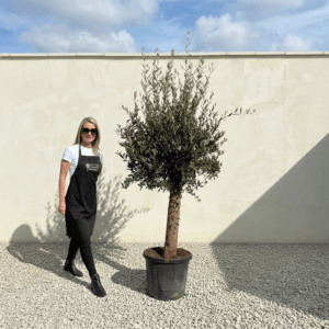 Tuscan Olive Tree (Verde) B235