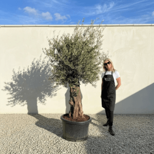 B24 Gnarled Olive Tree (Bella)