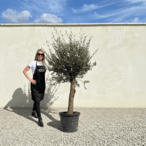 Tuscan Olive Tree (Verde) B240
