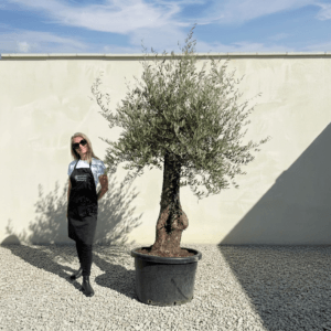 B25 Gnarled Olive Tree (Bella)